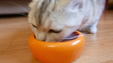 Gri kedi evcil hayvan kasesinden yemek yiyor.