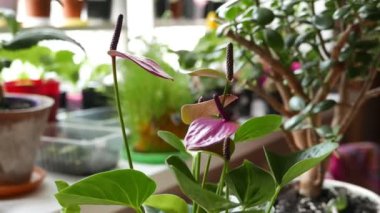 Güzel anthurium çiçeklerinin yakın görüntüsü