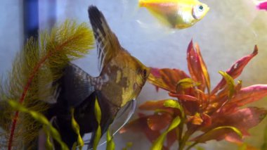 ev akvaryumu ve farklı balıklar