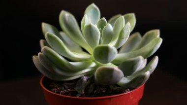 Siyah tenceredeki sulu bitkinin yakın çekim görüntüleri.