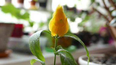 Çiçek açan sarı lalenin yakın plan görüntüleri. 