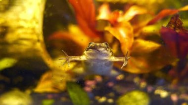 Zaire Dwarf Clawed Frog veya Hymenochirus boettgeri kurbağası akvaryumda