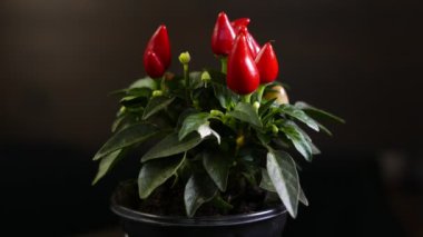 Siyah üzerine izole edilmiş biber bitkisinin yakın çekim görüntüleri.