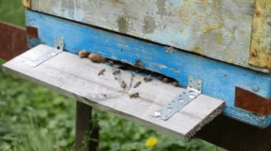 Tahta arı kovanına uçan arı sürüsü