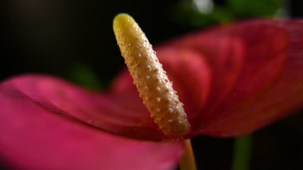 Close View Beautiful Anthurium Flower — Stock Video