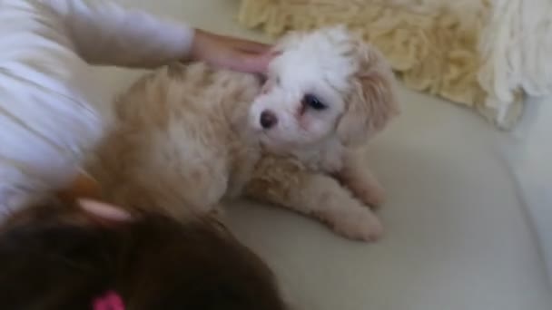 Close Footage Little Girl Spending Time Her Bichon Puppy — Stock Video