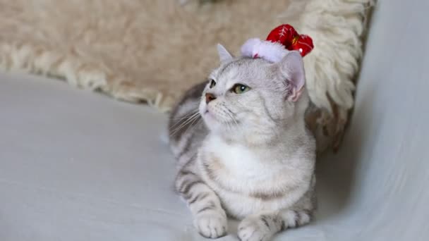 Boże Narodzenie Kot Zabawnym Santa Kapelusz Głowie — Wideo stockowe
