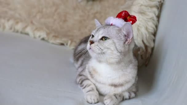 Chat Noel Avec Chapeau Pere Noel Drole Sur Tete Video Sharafmaksumov C