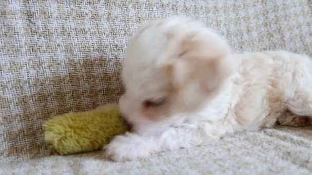 Footage Adorable Bichon Puppy Playing Couch — Stock Video