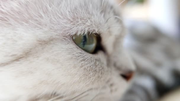 Retrato Gato Doméstico Gris — Vídeos de Stock