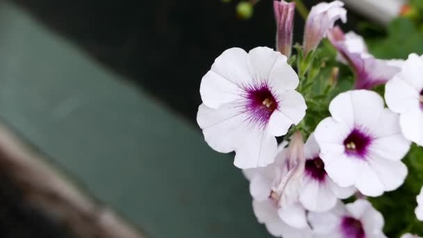 Fehér petúnia virágok egy házon — Stock videók