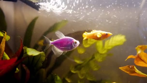 Peces Rosados Rojos Brillantes Acuario — Vídeo de stock