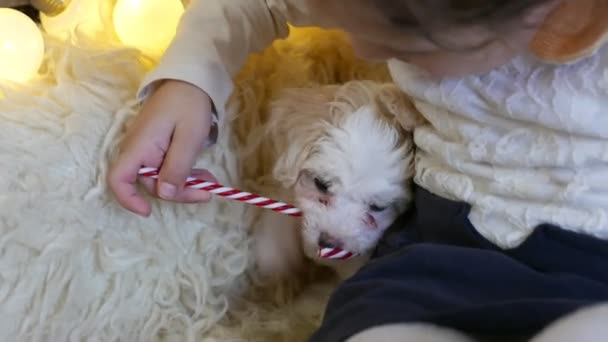 Material Primer Plano Niña Pasando Tiempo Con Perrito Bichon Con — Vídeo de stock