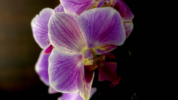 Närbilder Orkidéer Från Filippinerna Som Växer Inomhus — Stockvideo