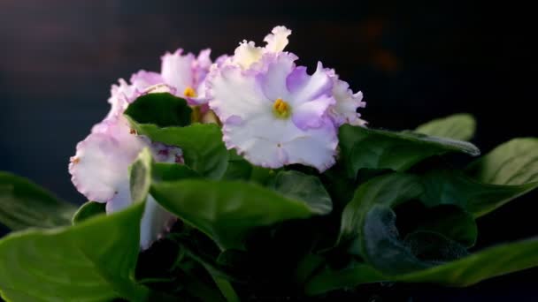 普里穆拉室内植物的特写镜头 — 图库视频影像