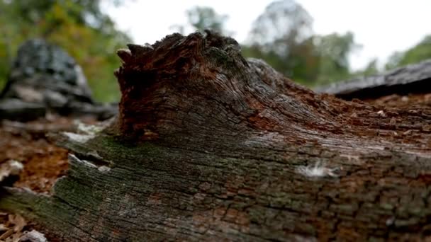 Antigo Árvore Textura Fundo Atirar Floresta — Vídeo de Stock