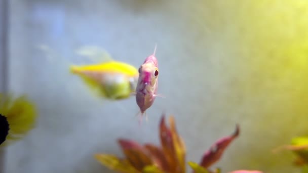 Acquario Domestico Con Pesci Diversi — Video Stock