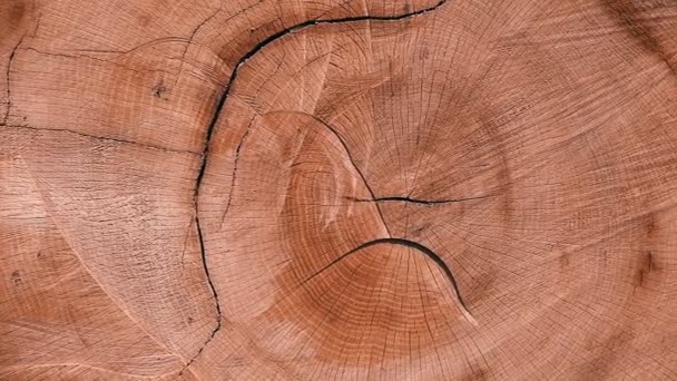 Fresh Cut-off boom textuur achtergrond schieten in het bos — Stockvideo