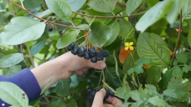 Kind Sammelt Schwarze Beeren Vom Baum — Stockvideo