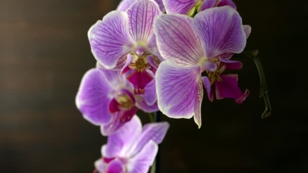 Filipinler Kapalı Alanda Büyüyen Orkidelerinin Yakın Çekim Görüntüleri — Stok video