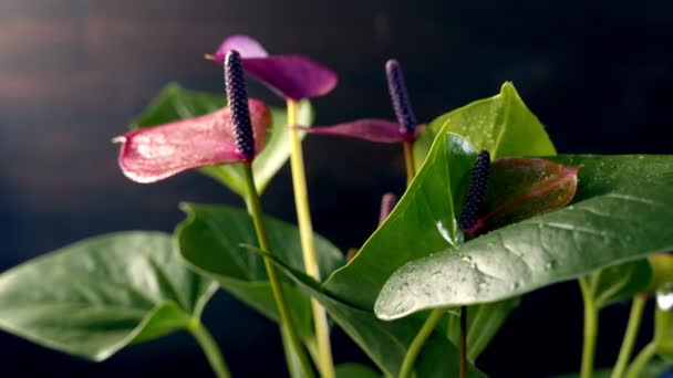 Close Uitzicht Prachtige Anthurium Bloemen — Stockvideo