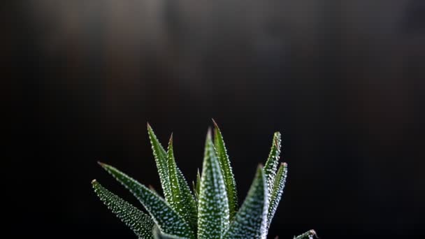 Imagens Close Aloe Houseplant Isolado Preto — Vídeo de Stock