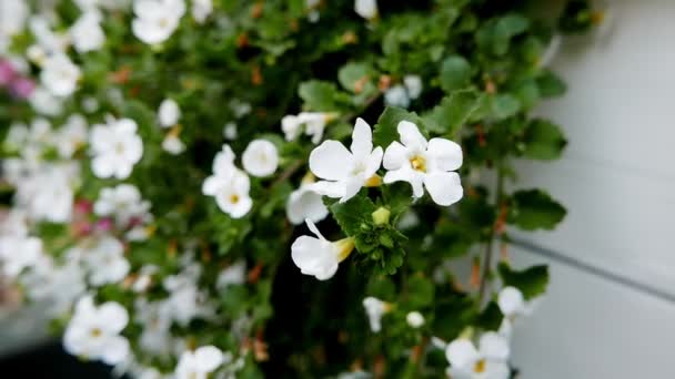 Flores blancas de petunia en una casa — Vídeo de stock