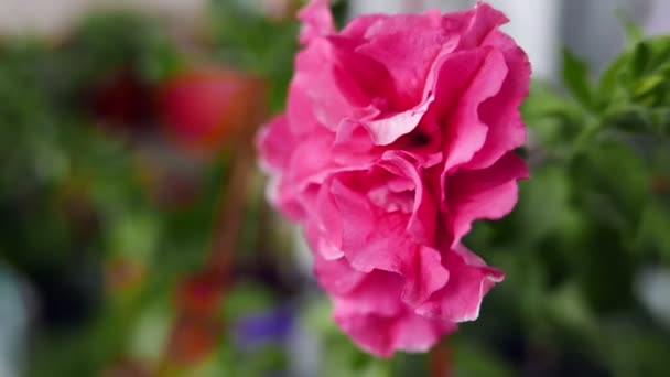 Κοντινό Πλάνο Από Όμορφα Τριαντάφυλλα Κήπου Που Ανθίζουν — Αρχείο Βίντεο