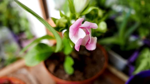 Zbliżenie Piękny Kwiat Gardenia — Wideo stockowe