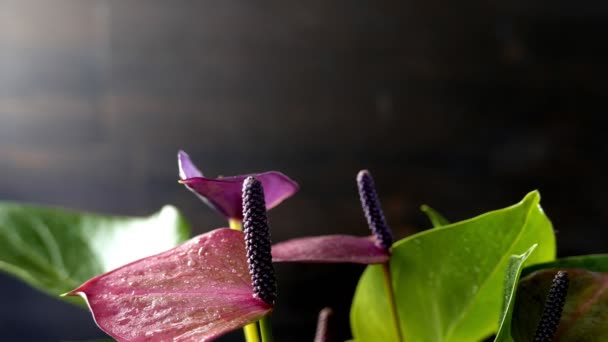 Vista Cerca Hermosas Flores Anturio — Vídeo de stock