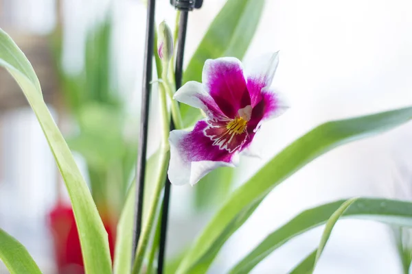 Orquídea Cambria Bonita Uma Janela Brilhante — Fotografia de Stock