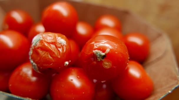 Material Primer Plano Tomates Maduros Con Podrido — Vídeos de Stock