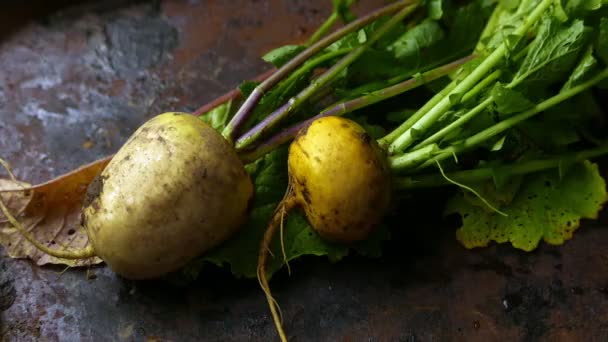 Turnip Med Træk Den Sorte Rustikke Baggrund – Stock-video