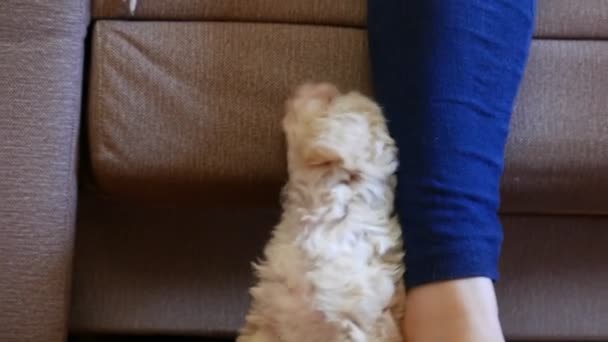 Close Footage Bichon Puppy Playing Female Leg — Stock Video