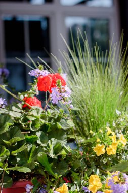 Bazı çiçekler güneşli bir günde peyzaj tasarımı elementleri olarak.