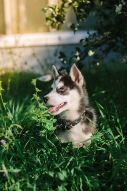 Güneşli bir günde çimenlerde oynayan küçük, iri yarı bir köpek..