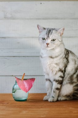 Güzel aroma konsepti. Kedi güzel bir çiçeğin arkasında oturuyor.