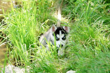 Yaz günü yeşil çimlerde oynayan sevimli, küçük kurt yavrusu.