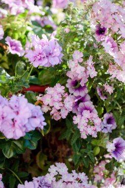 Çiçekler çiçek tarhında peyzaj tasarımı elementleri olarak