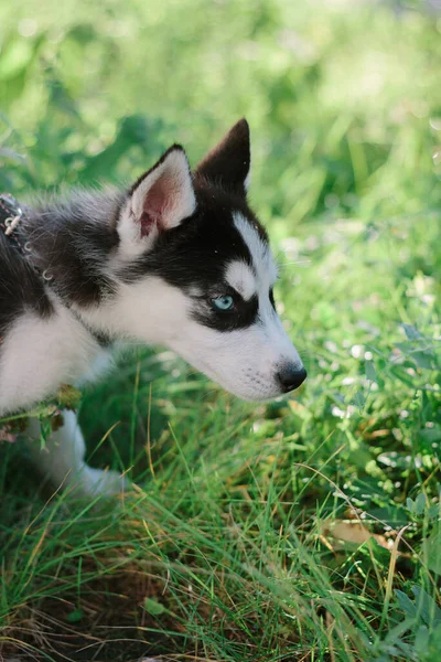 Gyönyörű Kis Husky Kutya 2018 Jelképe — Stock Fotó