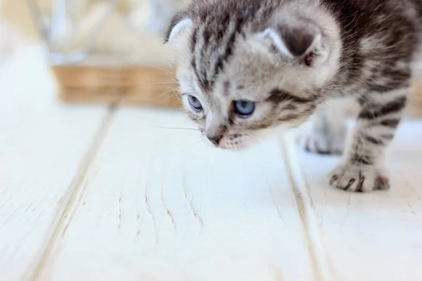 바구니에서 고양이의 — 스톡 사진