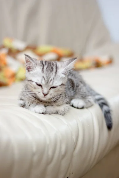 Adorabile Gattino Che Dorme Sulla Sedia — Foto Stock