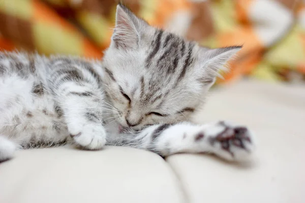 Uroczy Kotek Śpiący Krześle — Zdjęcie stockowe