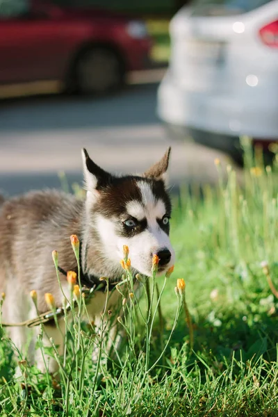 Parkta Yürüyen Küçük Köpek Yavrusu — Stok fotoğraf