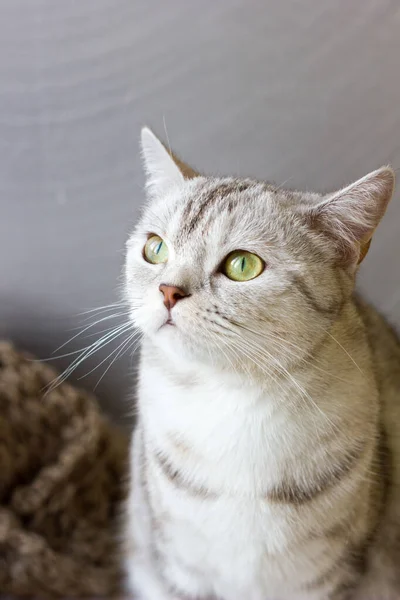 Серый Кот Портрет Британской Кошки — стоковое фото