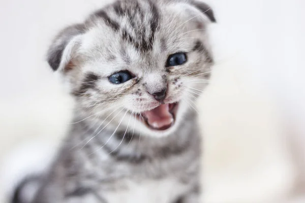 Pouco Adorável Gatinho Miando Chorando Por Mãe — Fotografia de Stock