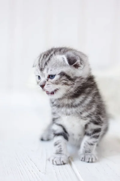 Pouco Adorável Gatinho Miando Chorando Por Mãe — Fotografia de Stock