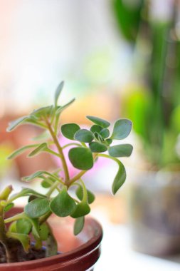 Aichrizon - saksıdaki güzel ev bitkisi