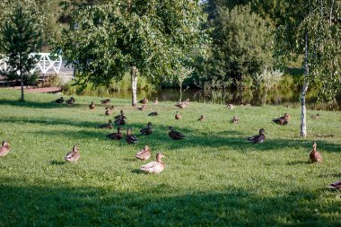 Eğlence parkında ya da hayvanat bahçesinde vahşi ördek sürüsü.