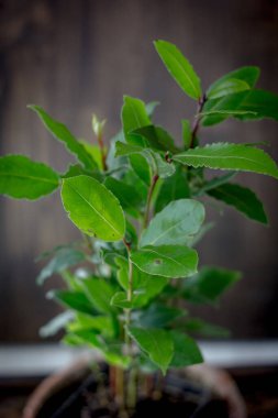 Laurel Tree - Laurus nobilis bir ev bitkisi